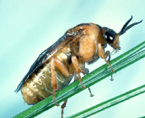 An adult imported pine sawfly.
